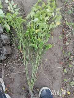 高度60厘米棣棠