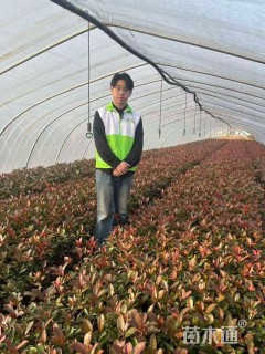 40公分红叶石楠