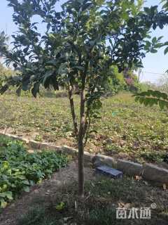 30公分柚子树