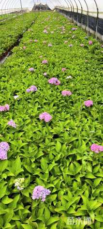 高度25厘米绣球