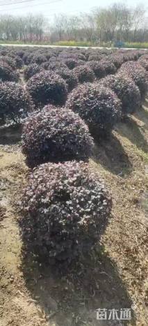 冠幅100厘米红花继木球