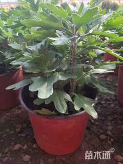 高度25厘米荷兰菊