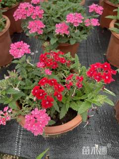 高度30厘米美女樱