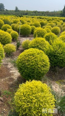 冠幅100厘米亮晶女贞球