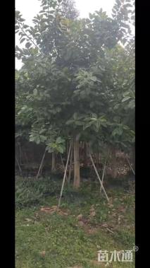 高度450厘米富贵榕