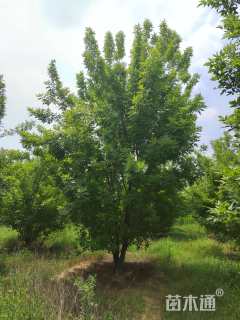 高度800厘米丛生金叶白蜡