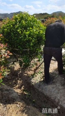 冠幅180厘米含笑球