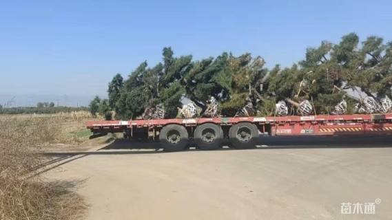 移栽苗造型罗汉松