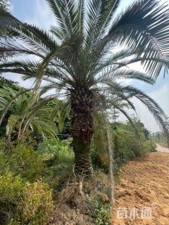 裸干高380厘米加拿利海枣