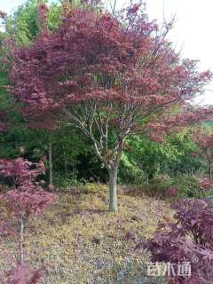 15公分中国红枫