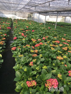 高度60厘米绣球