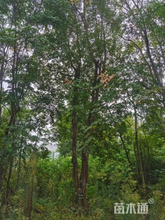 80公分造型女贞