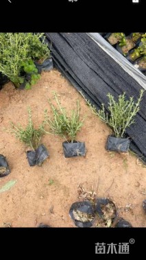 高度25厘米六月雪