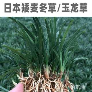 高度15厘米玉龙草