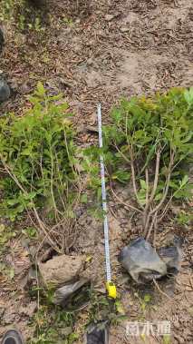 高度40厘米海桐小苗