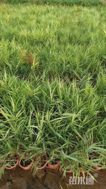 高度30厘米花叶芦竹