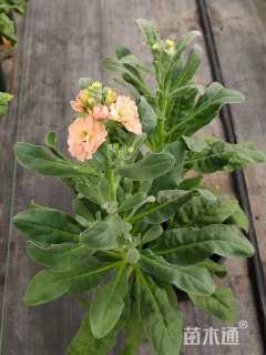 高度20厘米紫罗兰