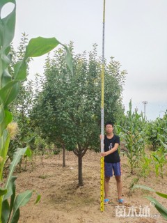 7.8公分落叶乔木-->八棱海棠