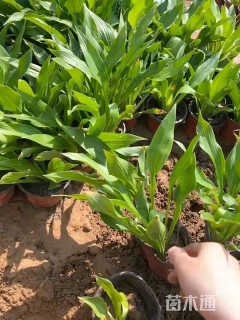 高度15厘米青叶玉簪