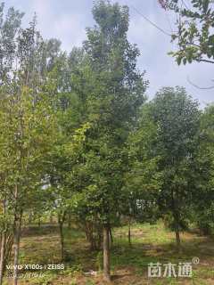 15公分彩叶豆梨