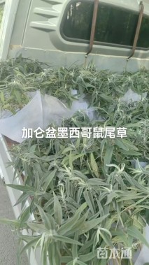 高度35厘米墨西哥鼠尾草