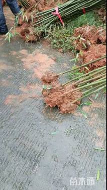 高度40厘米四季桂小苗