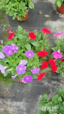 高度20厘米矮牵牛