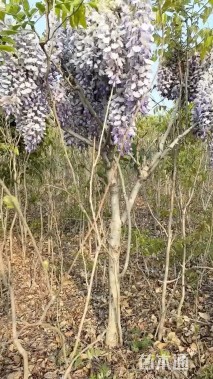 120厘米紫藤