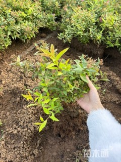 高度40厘米粉花绣线菊