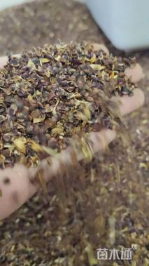 种子金鸡菊种子