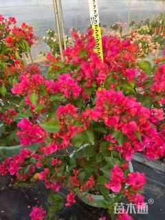 高度100厘米三角梅