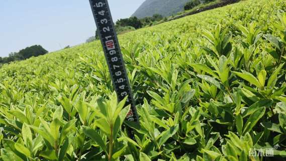 高度36厘米毛鹃