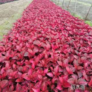 10公分中国红樱花