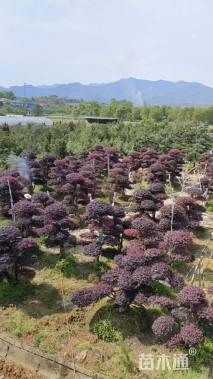 15公分造型红花继木桩