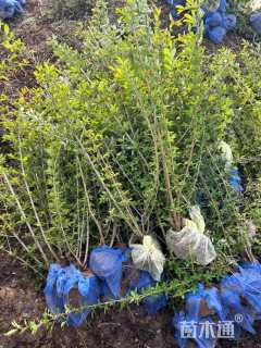 高度80厘米紫叶水蜡