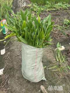 高度25厘米梭鱼草