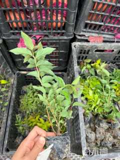 高度20厘米八仙花