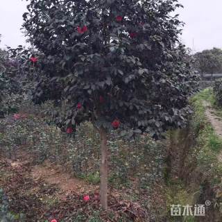 高度350厘米高杆茶花树