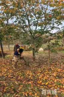 11公分高杆樱花