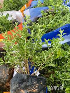 高度28厘米六月雪