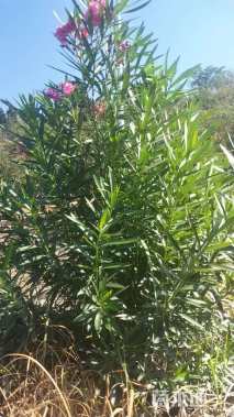 高度200厘米夹竹桃