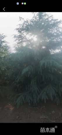 高度600厘米雪松