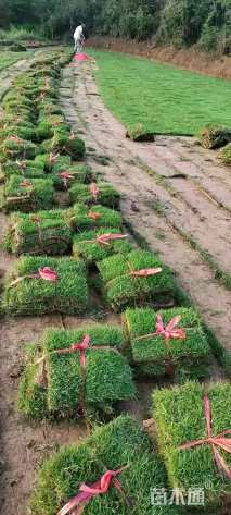 草块状马尼拉草