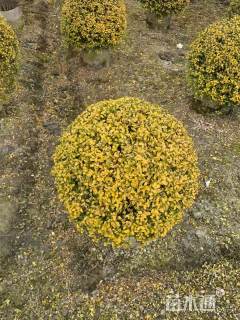 冠幅130厘米亮晶女贞球