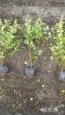 高度40厘米金禾女贞