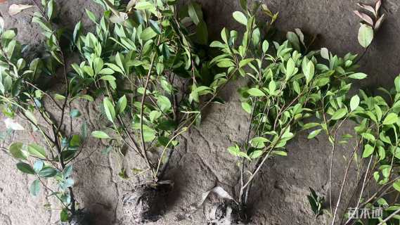 高度20厘米红叶石楠小苗