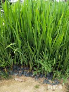 高度30厘米火星花