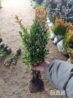 高度40厘米瓜子黄杨小苗