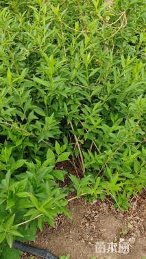 高度140厘米连翘