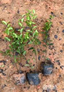 高度30厘米茶梅